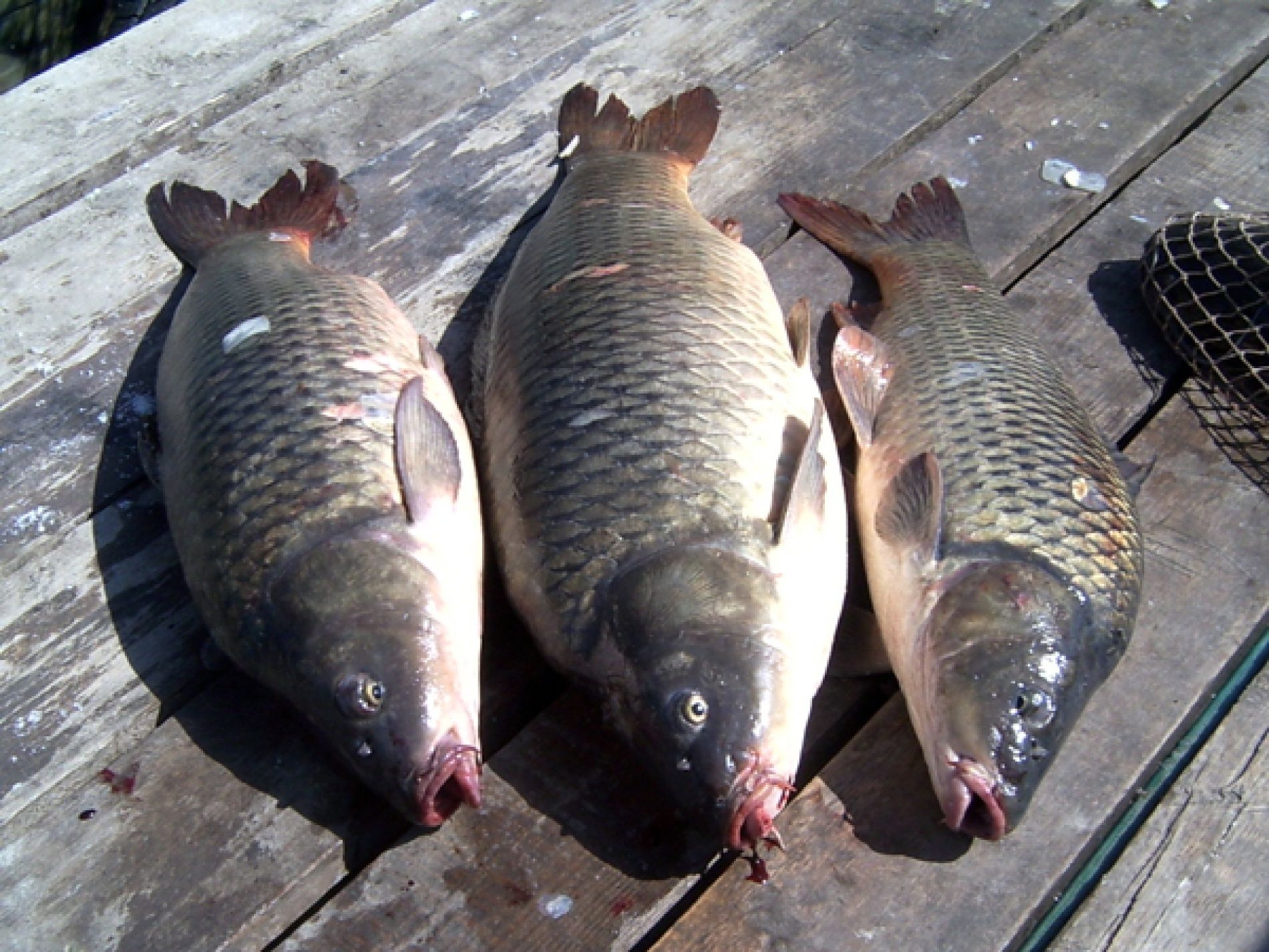 Рыболовно-охотничья база «Рыбачок» Астраханская область, фото 20