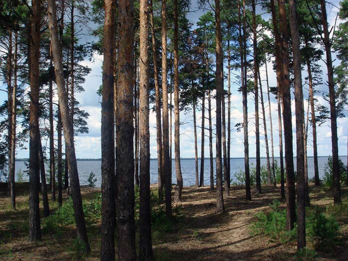 Рыбинское водохранилище отдых фото