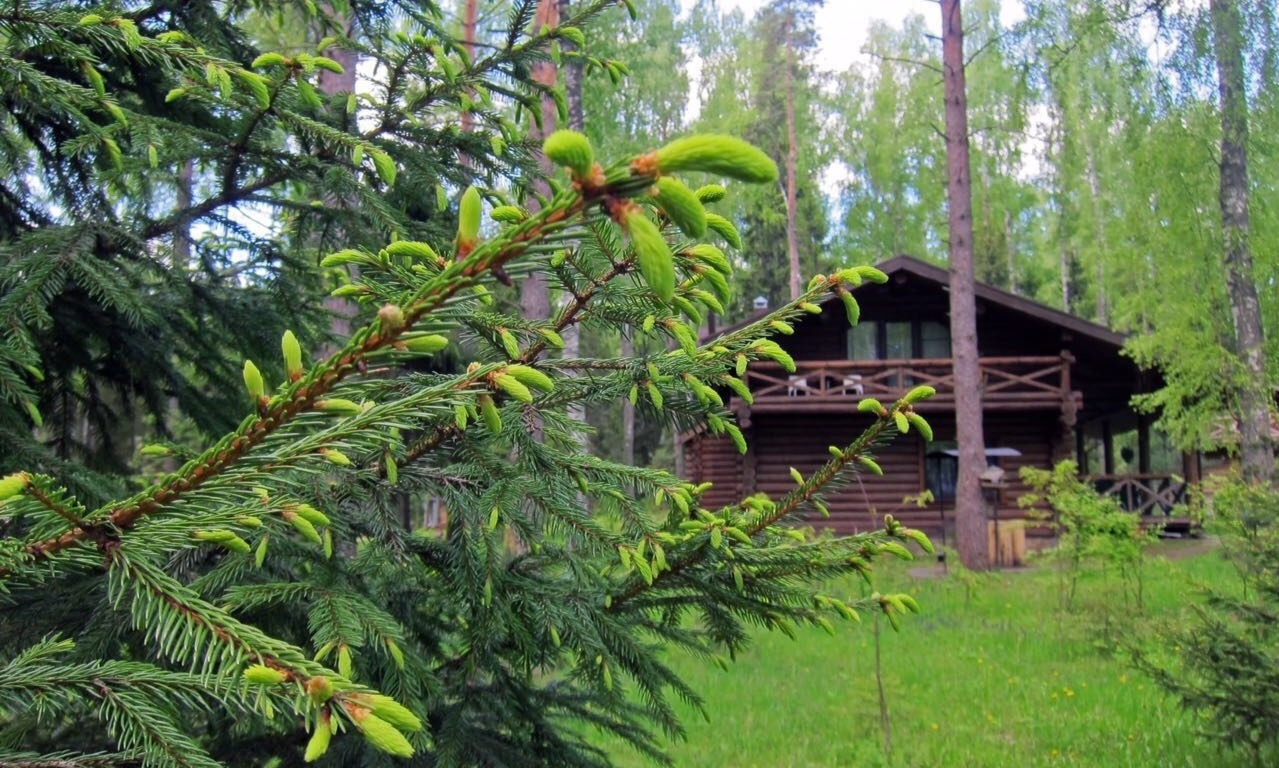 Эко-отель «Романов лес» Костромская область, фото 10