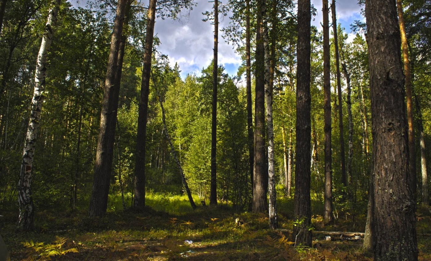 Солотчинский лес Рязань