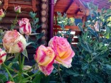 Отель «Жемчужина Арпата»_12_desc