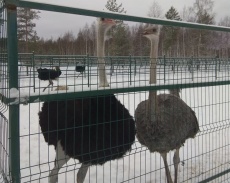 «Приозерский Страус»_4_desc