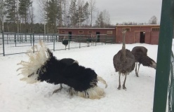 «Приозерский Страус»_3_desc