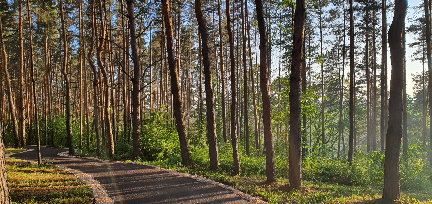 Фото липецкой области леса