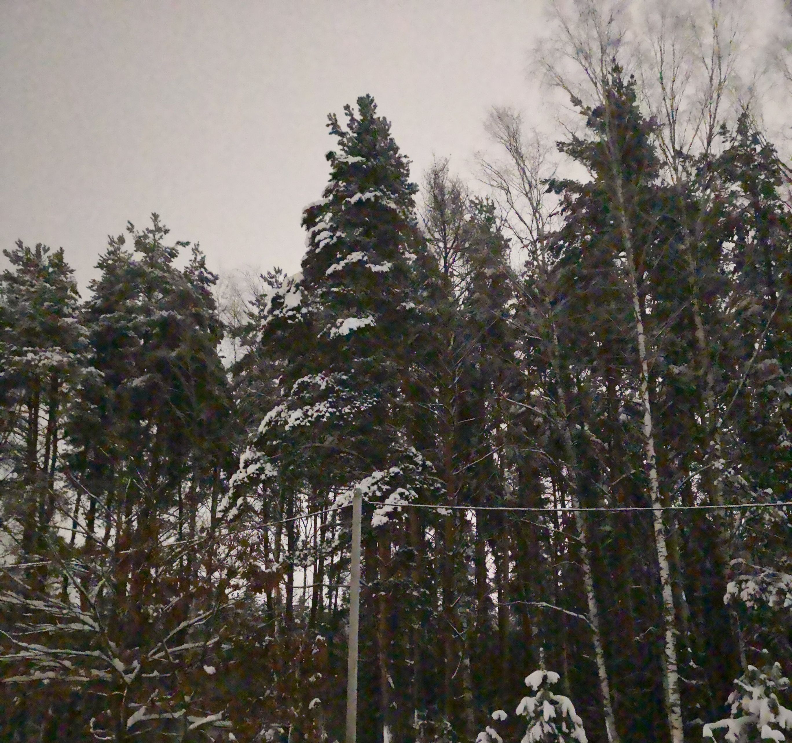 База отдыха «Берёзовый Мостик» Московская область,
 фото
 отзыв 1