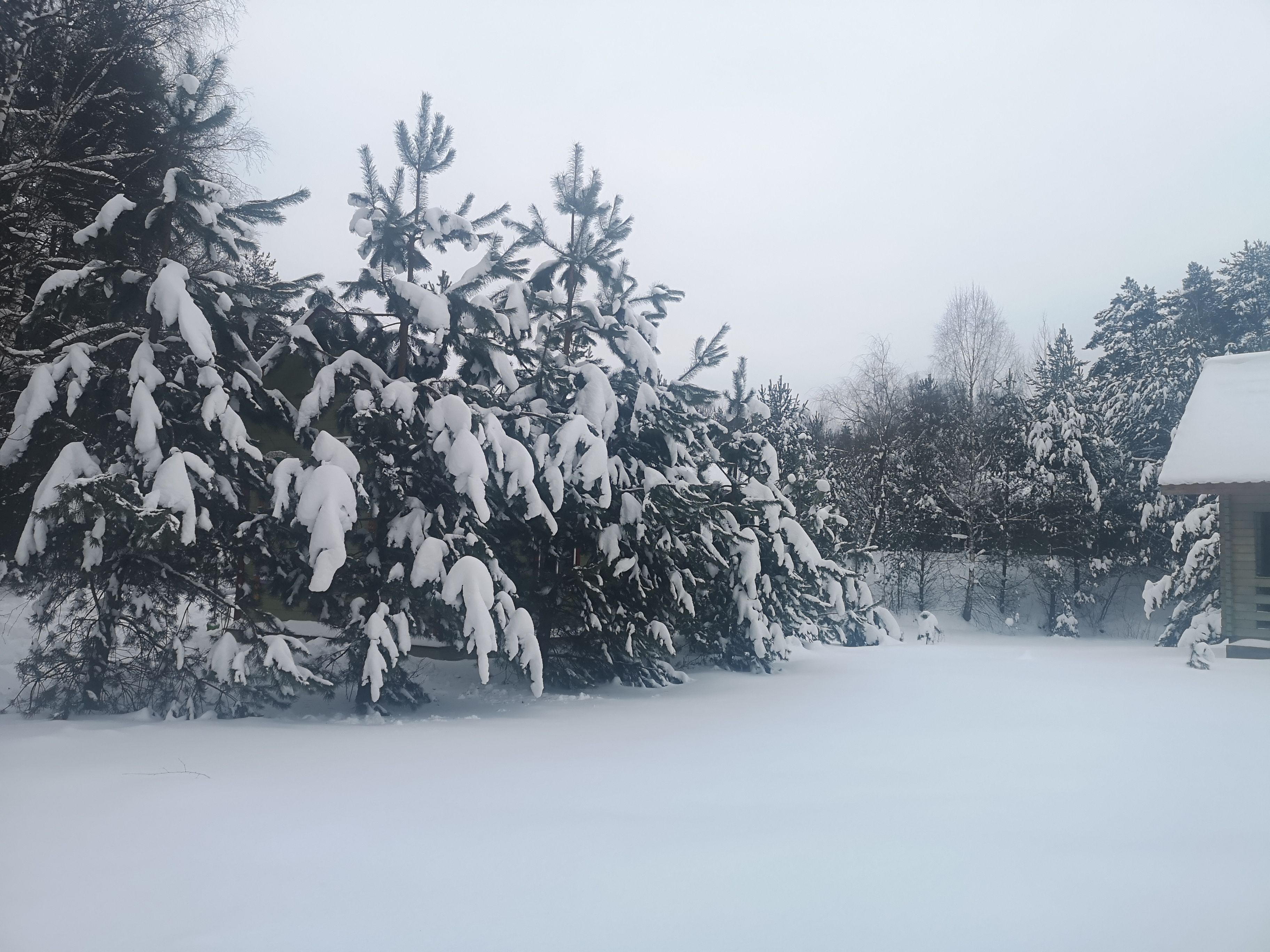 База отдыха «Берёзовый Мостик» Московская область,
 фото
 отзыв 6